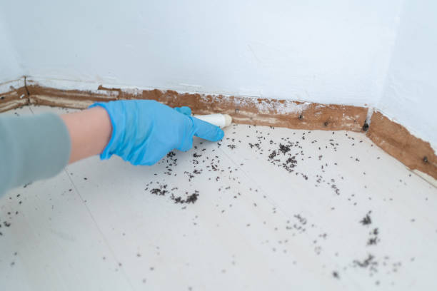 Best Termite Control Services  in Veneta, OR
